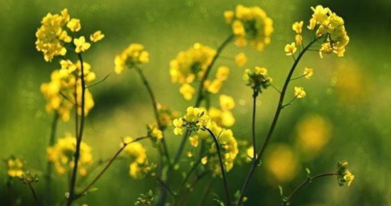 L’Oleo100 : un biocarburant 100% français