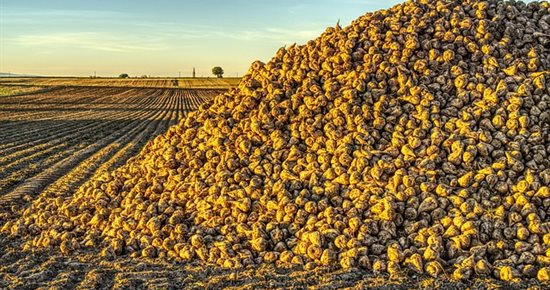 Expérimentation de 48 t en campagnes betteravières : un projet contesté par l’OTRE et la FNTR